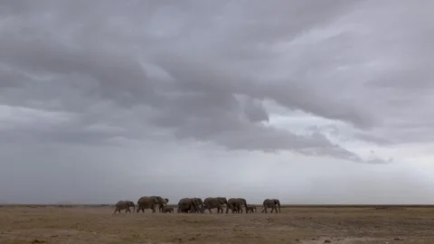 Elephant Herd with clody sky Vídeo Stock 330595206
