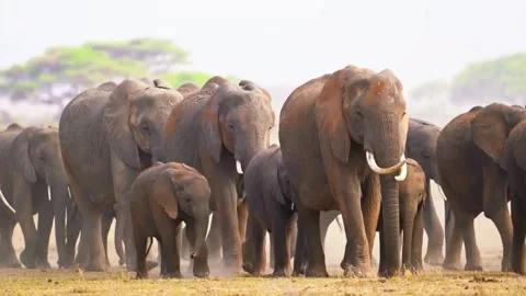 Elephant Herd Close Stock Footage 323139034