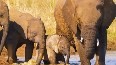  Elephant Herd Close Together Stock Footage 323142331