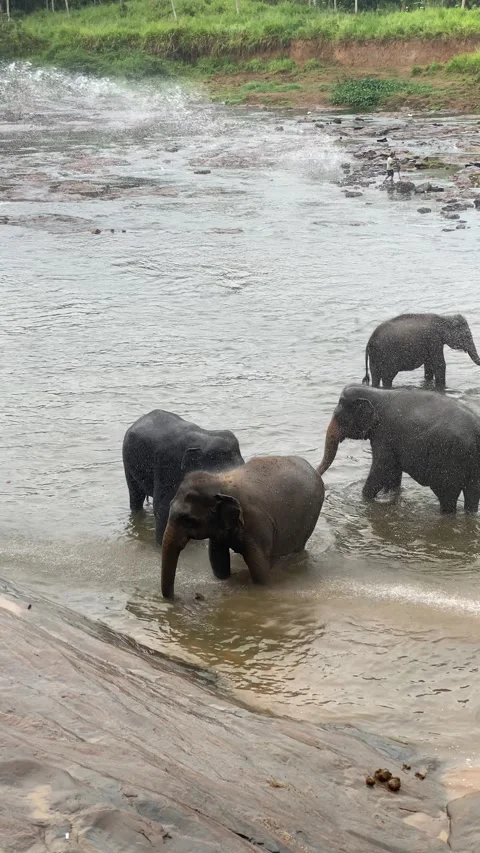 Elephant herd cooling off in river during sunny day Stock Footage 314273124
