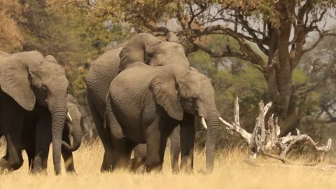 Elephant herd crossing field 2 Stock Footage 119246289