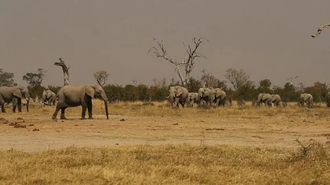 Elephant herd crossing field 4 Stock Footage 119246741