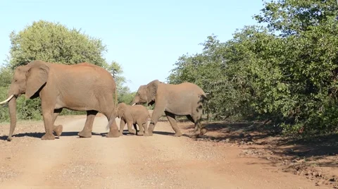 Elephant herd crossing road Stock Footage 65249847