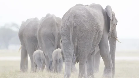 Elephant herd departing. 스톡 동영상 91046325