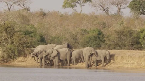 Elephant Herd Drinking at waterhole (2) - Slow Motion Stock Footage 55647214