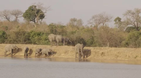 Elephant Herd Drinking at waterhole - Slow Motion Stock-Footage 55646973