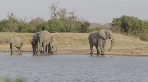 Elephant Herd Drinking at waterhole - Slow Motion Stock Footage 55655321