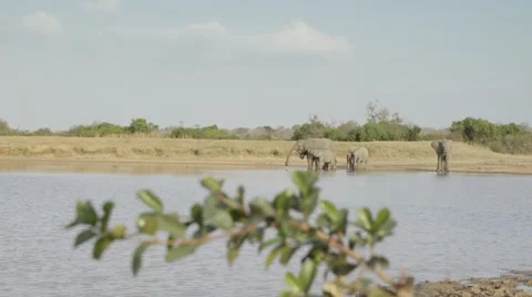 Elephant Herd Drinking at waterhole - Slow Motion - Dolly Stock Footage 55658058