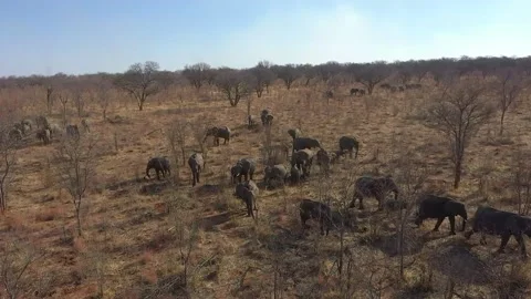 Elephant herd - Drone Vídeos de archivo 168323507