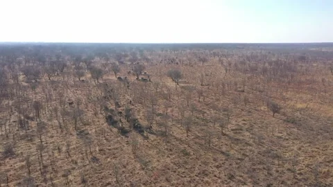 Elephant herd from drone Vídeos de archivo 168323578