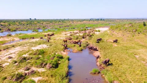 Elephant Herd Drone View Sabie River South African Wildlife animals In Reserve 스톡 동영상 287768345
