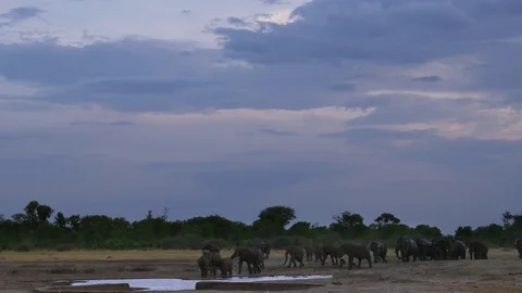 Elephant herd on dusk / sunset Видео 71360958