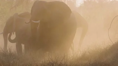 Elephant herd in the dust get startled by wild dogs Stock Footage 237443417