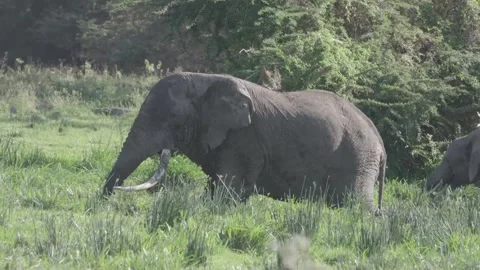 Elephant herd eating Vídeos de archivo 168323916