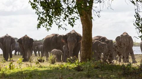 Elephant herd eating grass near by lake Stock Photos