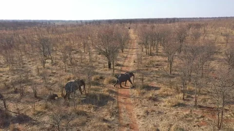 Elephant herd encounter from drone Vídeos de archivo 168323558