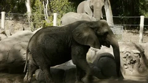 Elephant herd 库存影片 8841421