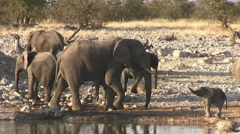 Elephant herd Video stock 11976384
