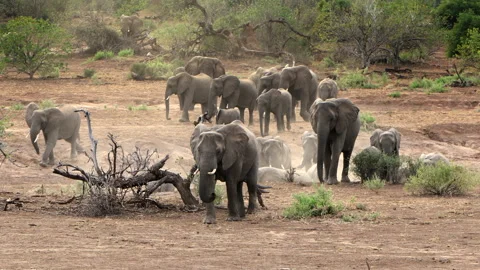 Elephant Herd Stock Footage 211765970