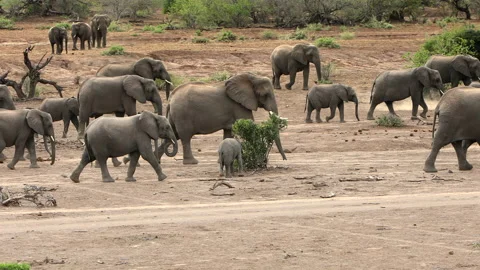 Elephant Herd Stock Footage 211769548