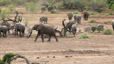 Elephant Herd Stock Footage 211770268