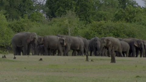 Elephant herd Stock Footage 290434201