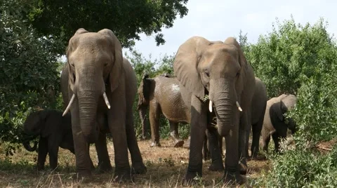 Elephant herd front view Stock Footage 64858907