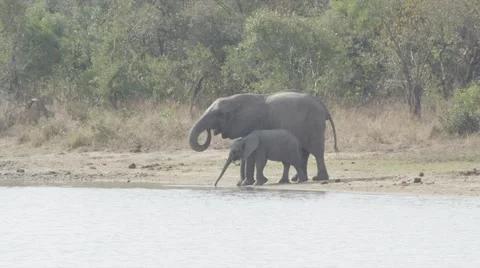 Elephant Herd Going to Drinking Hole Stock Footage 55651765