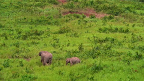 Elephant herd grazing on the grasslands of Khao Yai natural park, Thailand. Stock Footage 233284542