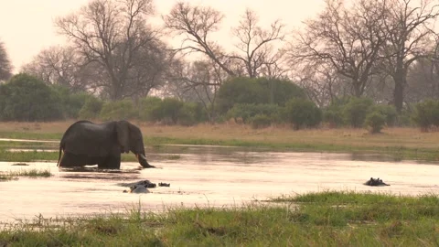 Elephant herd in the Khwai river, Moremi, Botswana in Africa. Elephants in the w Stock Footage 163963910