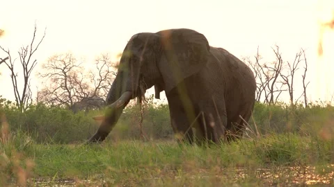 Elephant herd in the Khwai river, Moremi, Botswana in Africa. Elephants in the w Stockbeeldmateriaal 163964057
