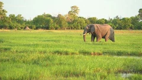 Elephant herd in the Khwai river, Moremi, Botswana in Africa. Elephants in the w Video stock 165026897