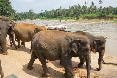 Elephant herd marching towards the river Stock Photos