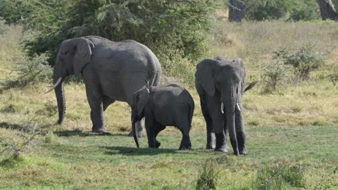 Elephant Herd Migration with Calf and Flying Birds - African Wildlife Spectac Stock Footage 326154172