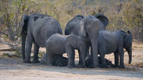 Elephant Herd in Moremi Game Reserve, Okavango Delta, Botswana Stock Footage 118694574
