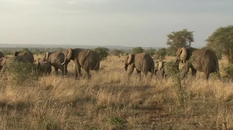 ELEPHANT HERD ON THE MOVE 库存影片 19684847