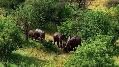 Elephant herd moving through lush green landscape in africa Stock Footage 316237576