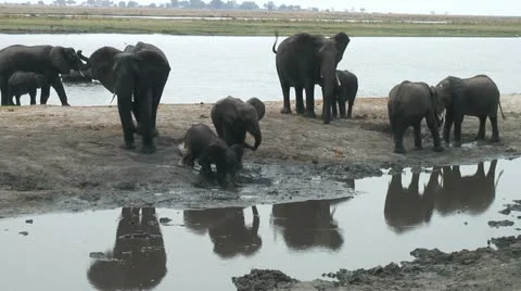 ELEPHANT HERD MUD BATH. Video stock 22178395