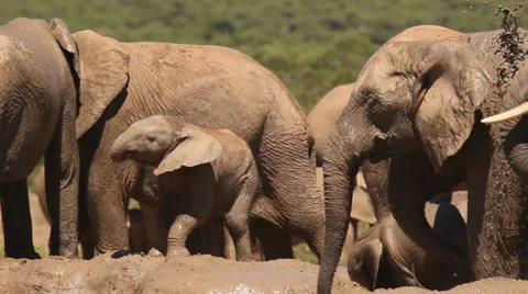Elephant herd at mud hole with high-spirited baby Stock Footage 35651895