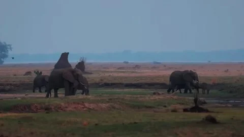 Elephant Herd on Open Savannah Stock Footage 321837688