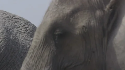 Elephant herd passing by in close up 스톡 동영상 91006638