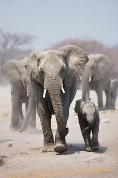 Elephant herd Foto stock