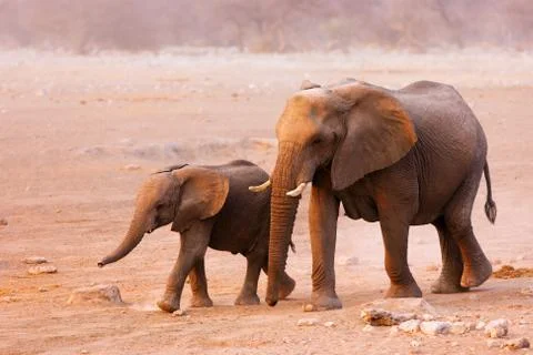 Elephant herd Stock Photos