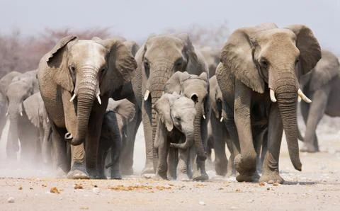 Elephant herd Stock Photos