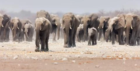 Elephant herd Foto stock