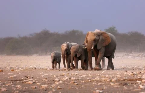 Elephant herd Stock Photos