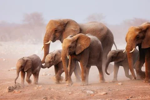 Elephant herd Stock Photos