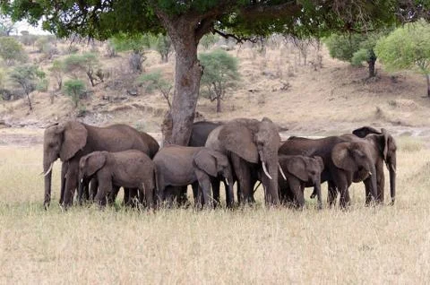 Elephant herd Stock Photos