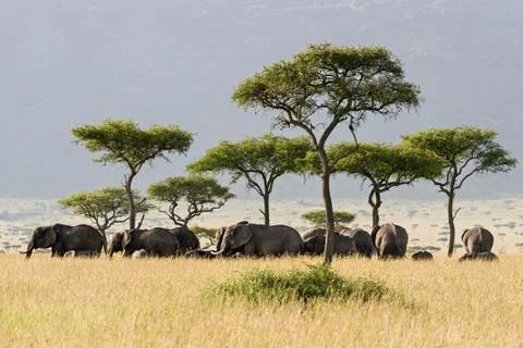 Elephant herd Stock Photos