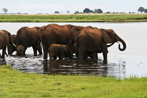 Elephant herd Stock Photos